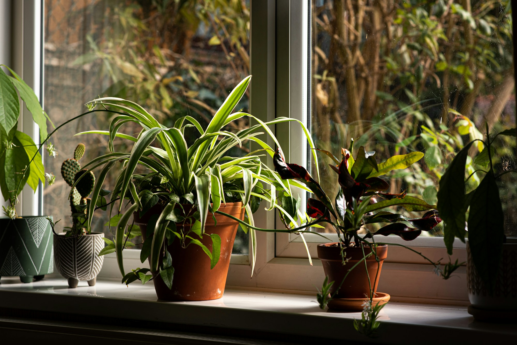 Varias plantas en maceta junto a una ventana, con distintas hojas y recipientes